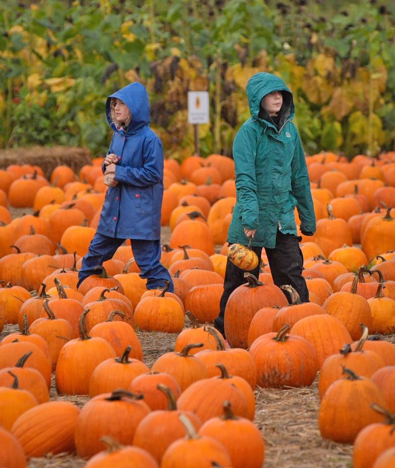 20251013154404_pumpkin3.jpg