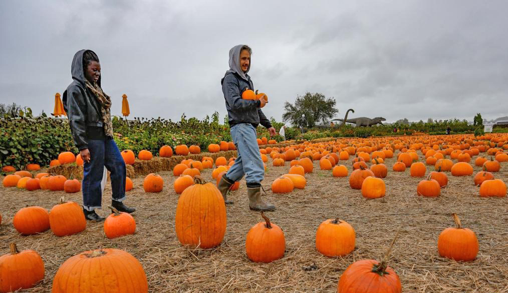 20251013154408_pumpkin5.jpg