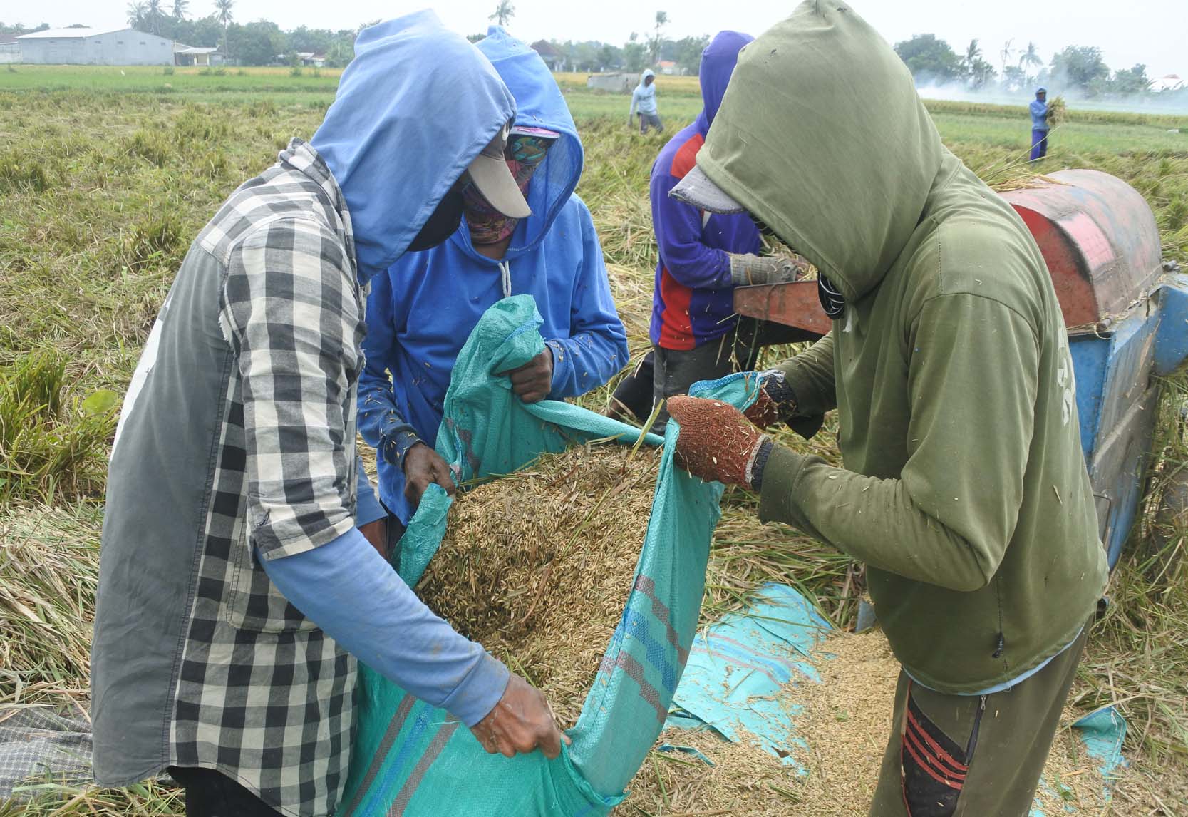 Harga gabah petani mengalami penurunan