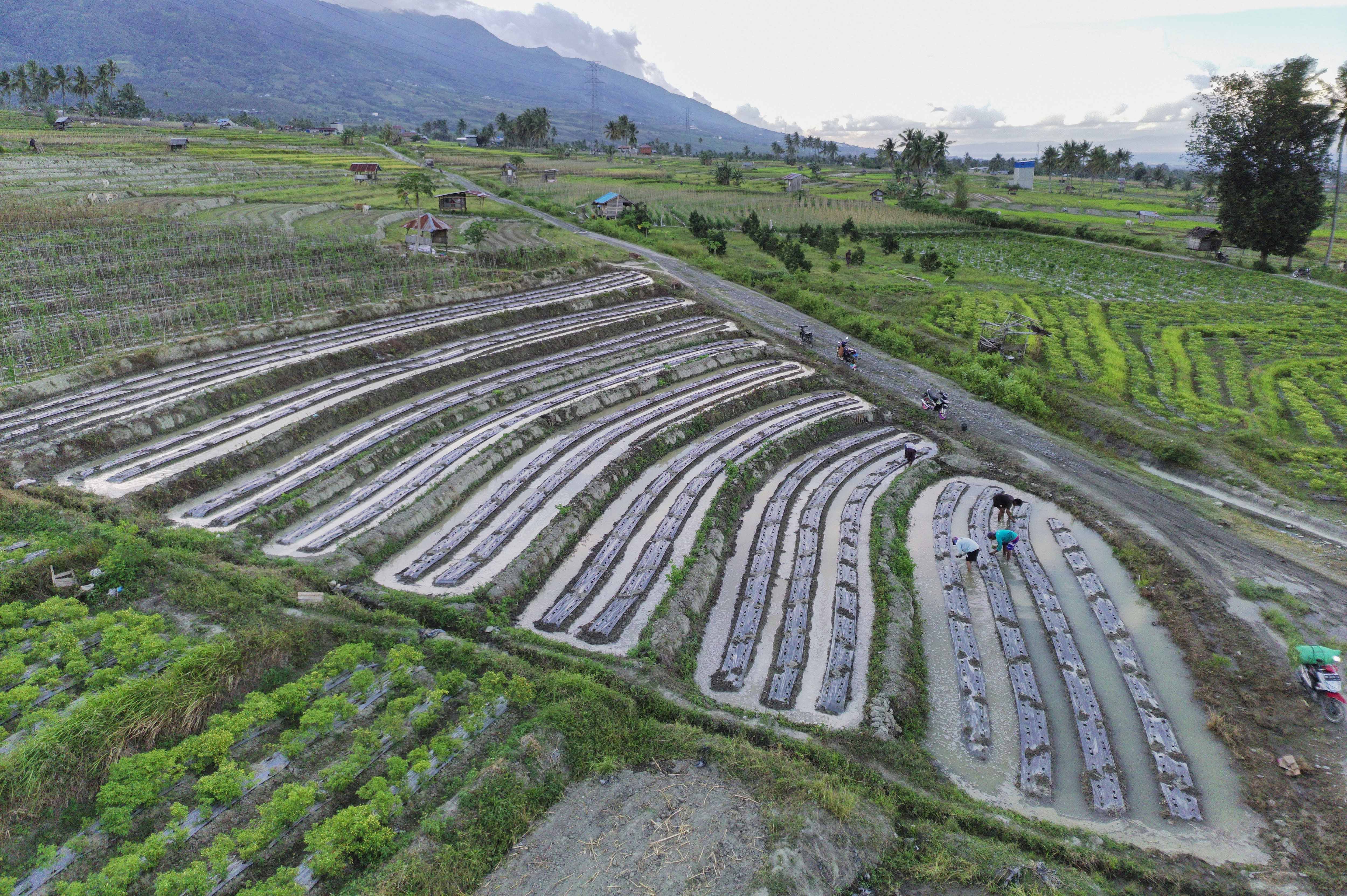 Diversifikasi Tanaman Pertanian
