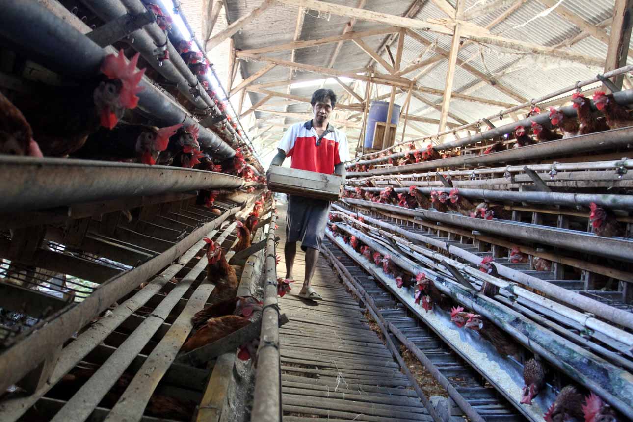 Fluktuasi Harga Telur Dorong Peternak Malang Ganti Pakan dengan Tepung