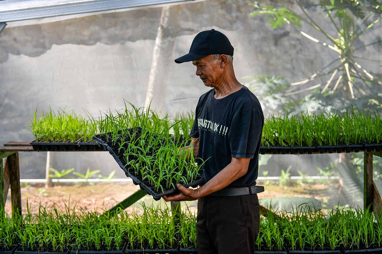 Pengembangan Varietas Sorgum
