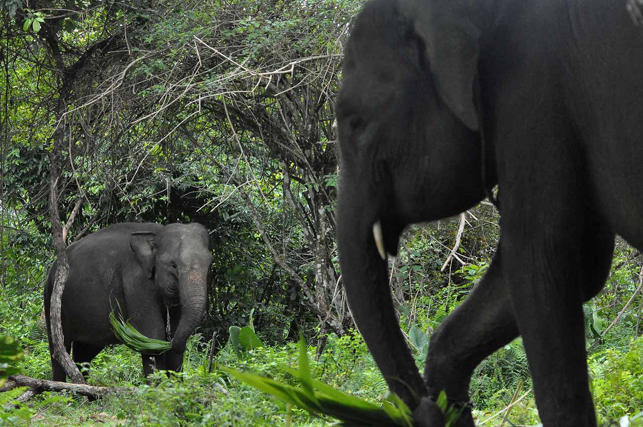 Populasi Gajah Jinak di PKG Seblat Bengkulu