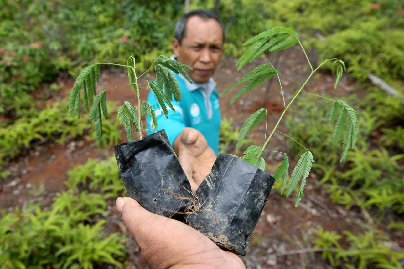 Budidaya Tanaman Energi