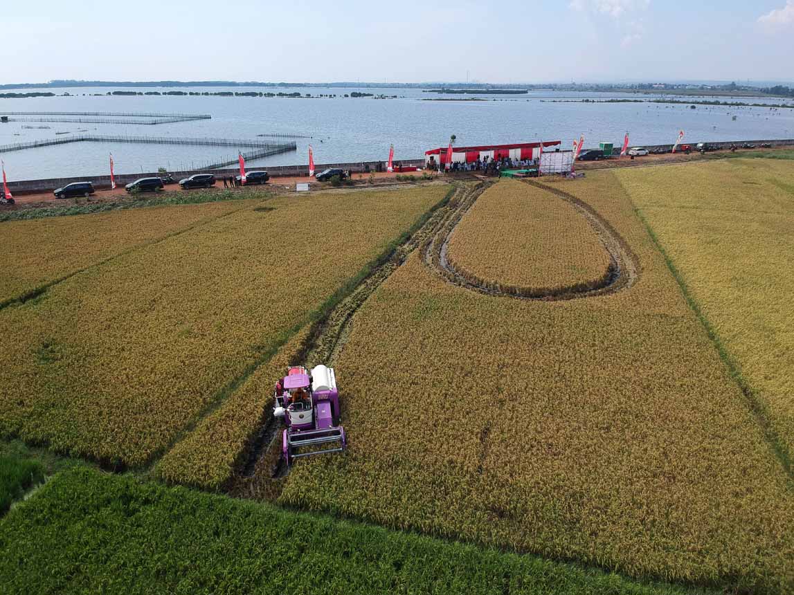 Panen Padi Pertama di Lahan Bekas Rob