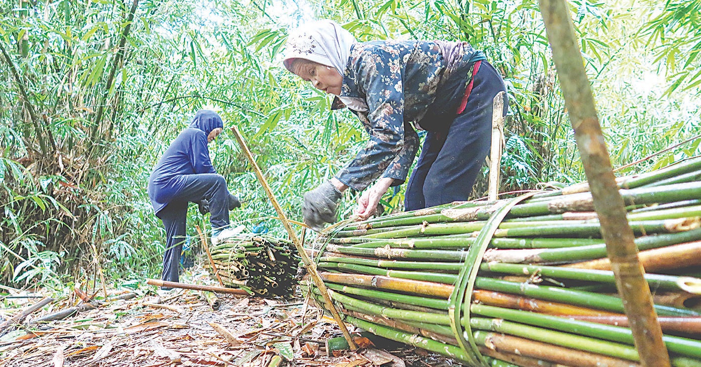Pemanfaatan Hasil Hutan Perhutani