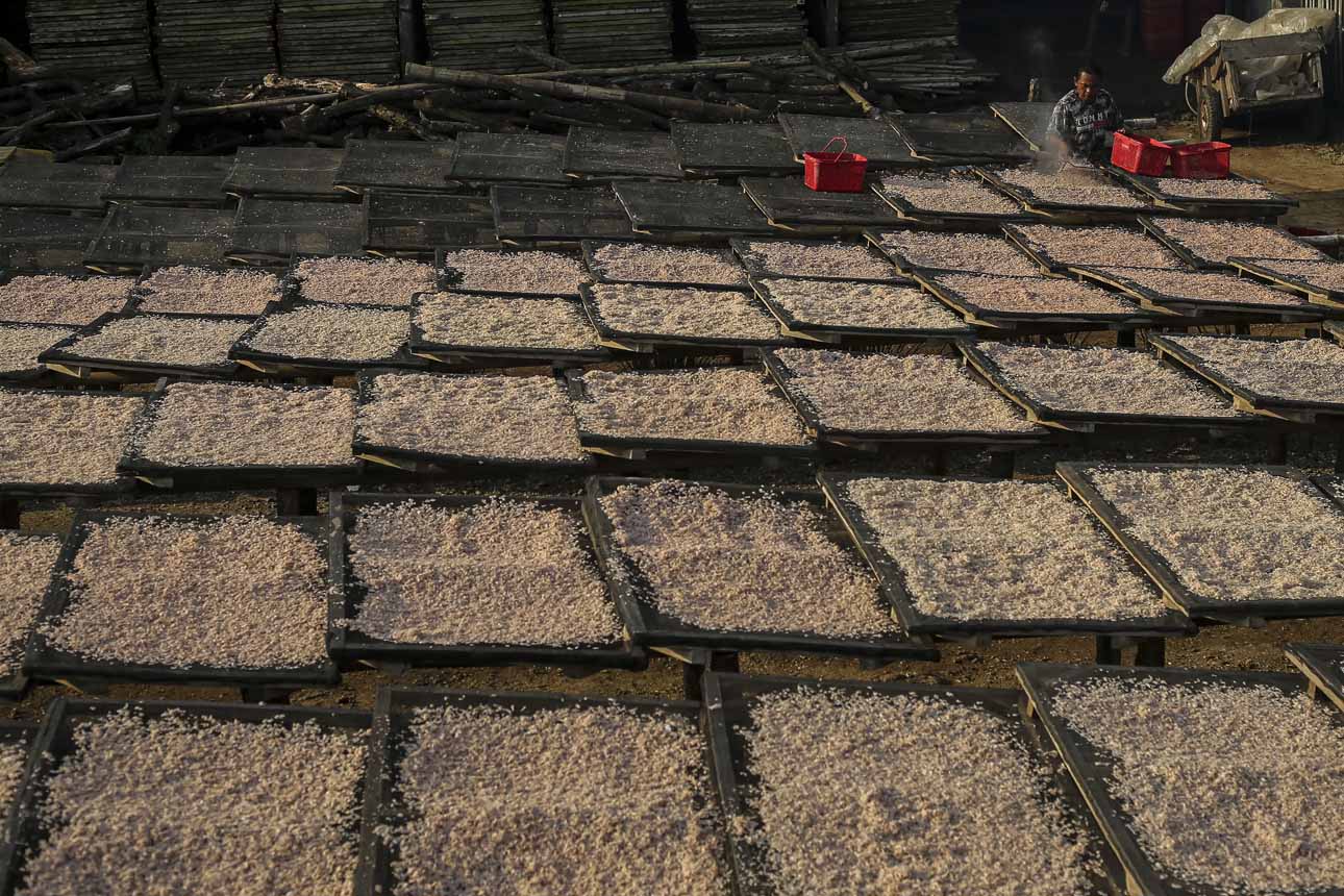 Upaya Meningkatkan Produksi Udang Nasional