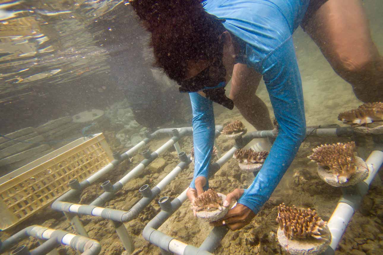 Pelestarian Terumbu Karang lewat Pembibitan di Pulau Pramuka