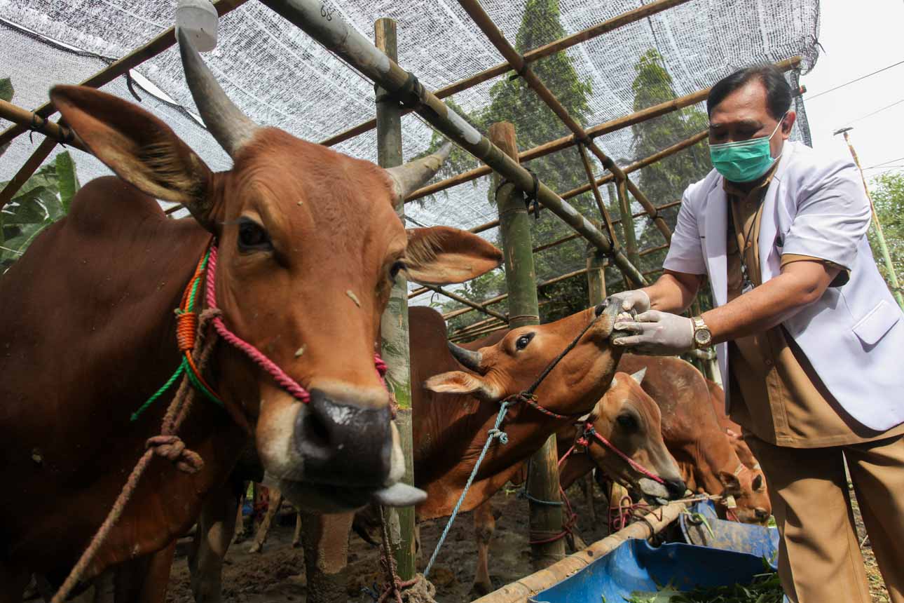 170 Petugas Diterjunkan untuk Cek Kesehatan Hewan Kurban di Surabaya