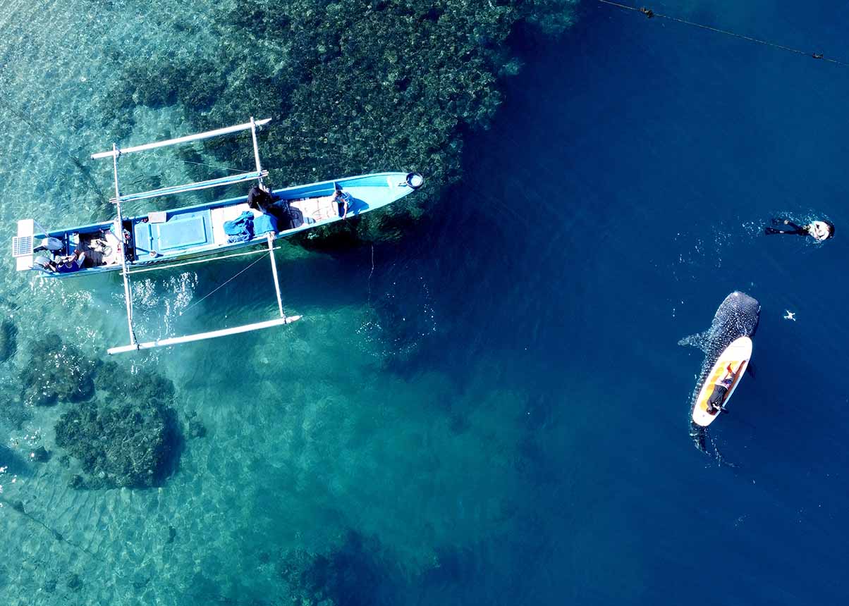 Serunya Berwisata Bareng Hiu Paus