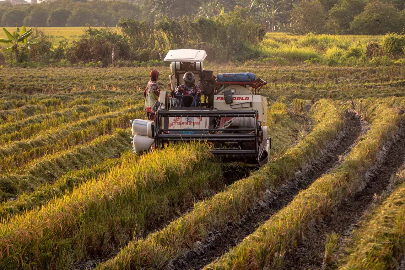 Luas panen padi dan produksi beras Indonesia