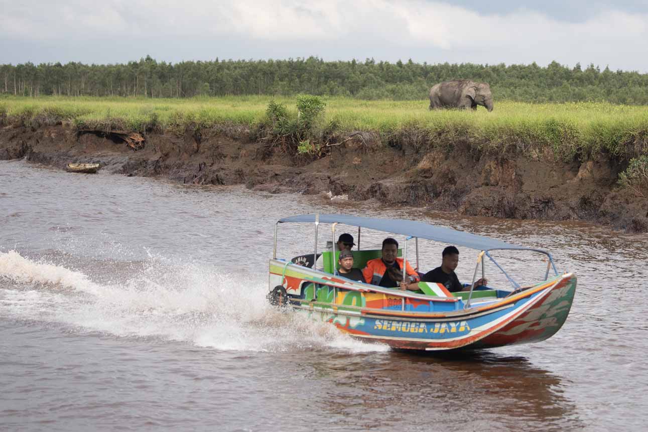 Perlindungan Gajah Sumatra melalui Suaka Margasatwa Padang Sugihan