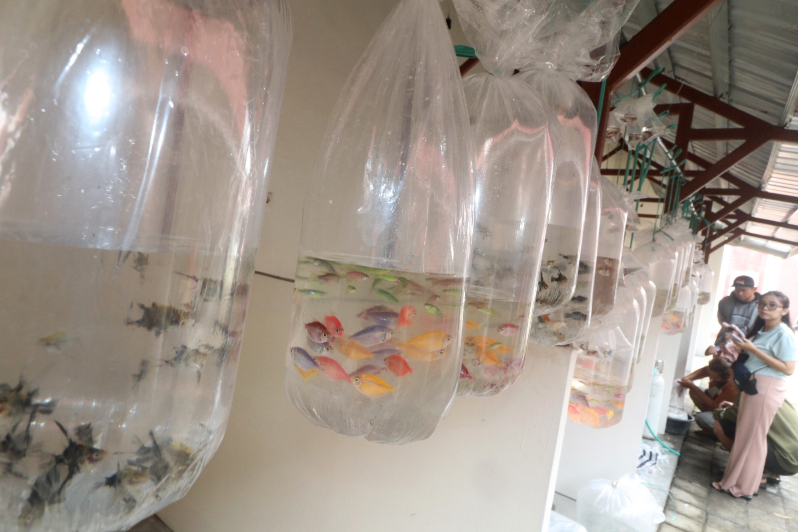 Pembukaan Bursa Ikan Hias di Kediri