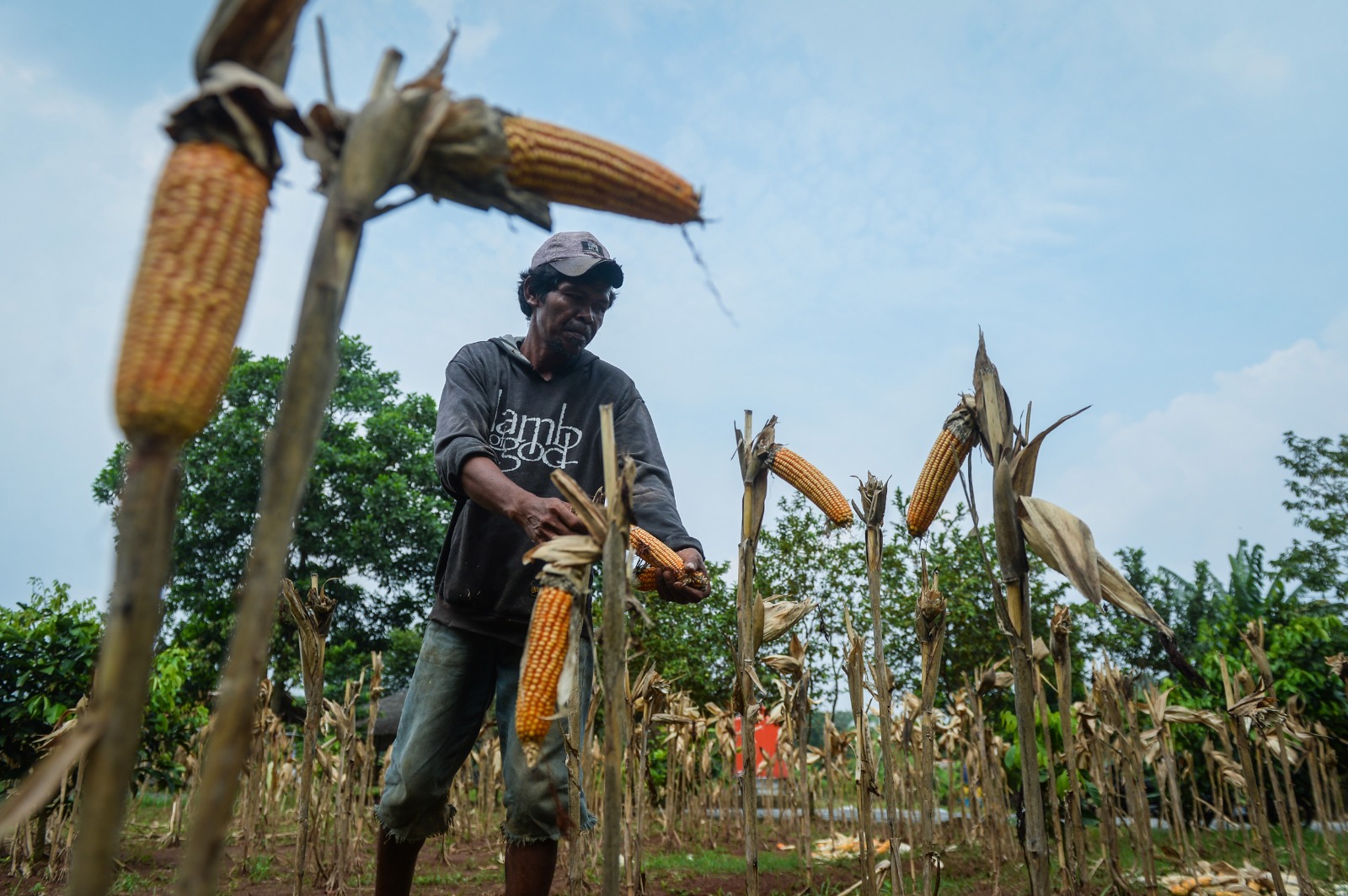 Kebutuhan jagung untuk industri pakan di Banten