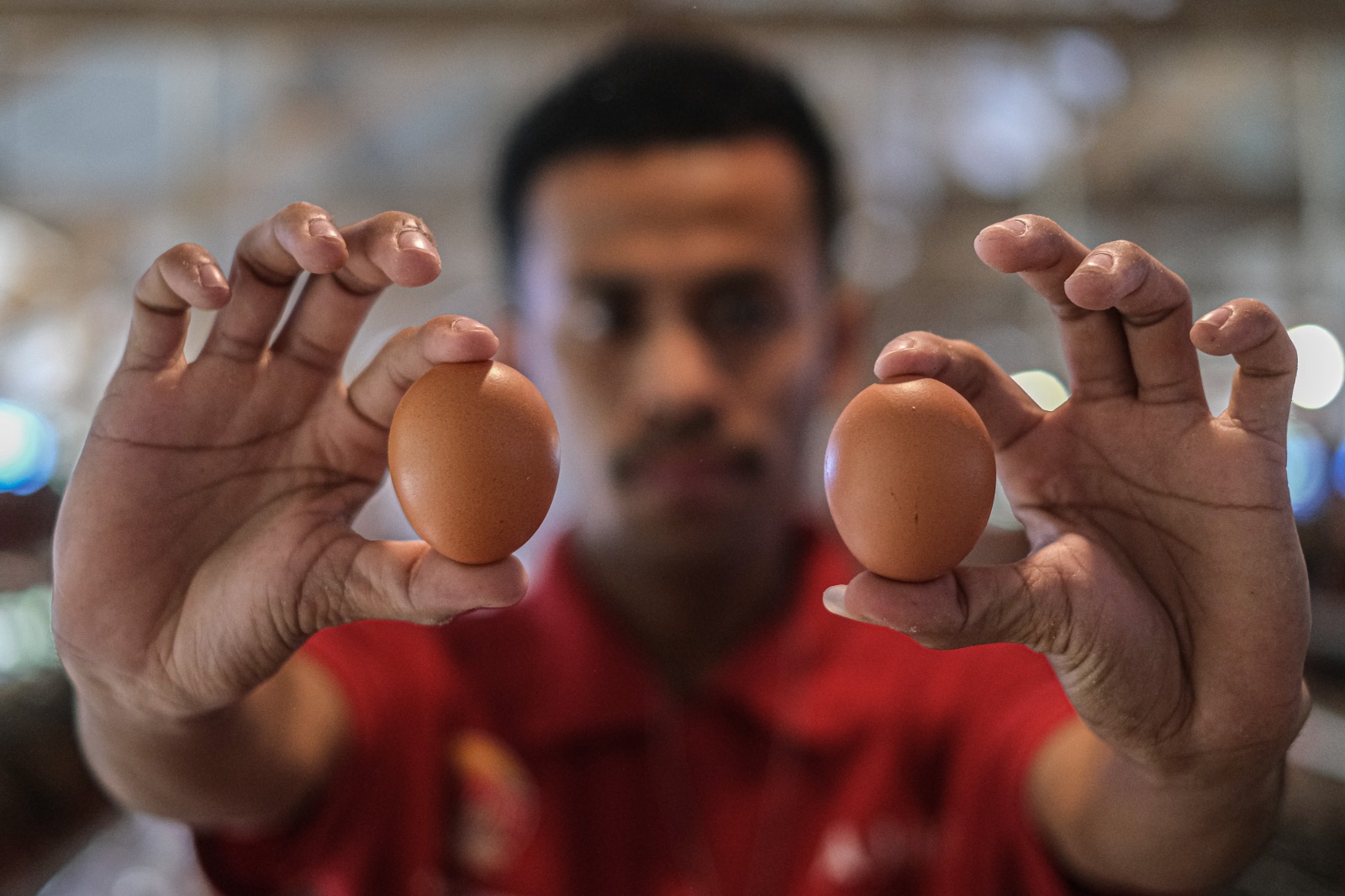 Produksi telur ayam di Konawe Selatan