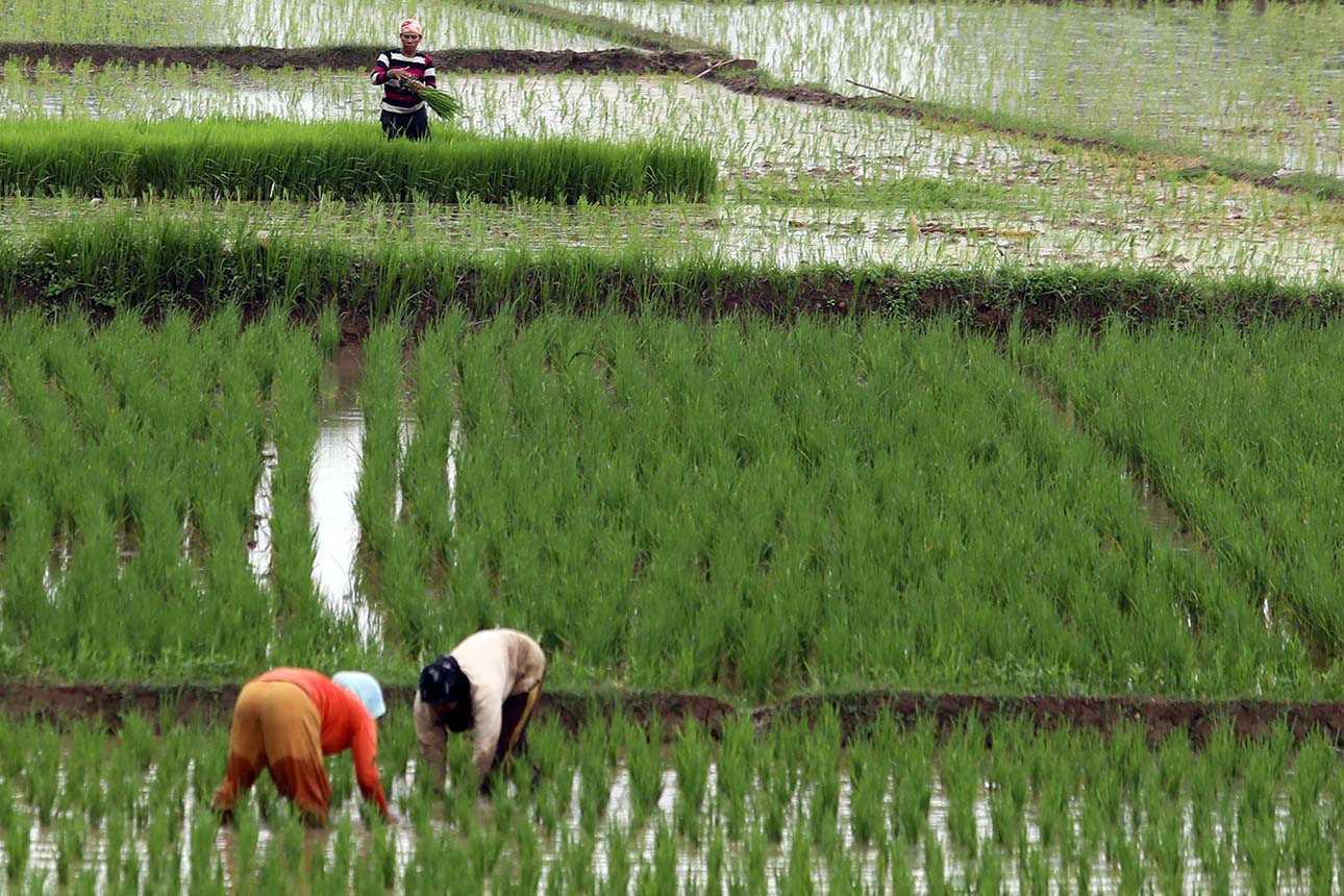 Mei hingga Juli 2025, Potensi Panen Padi Nasional Alami Penurunan 0,04 Juta Hektare