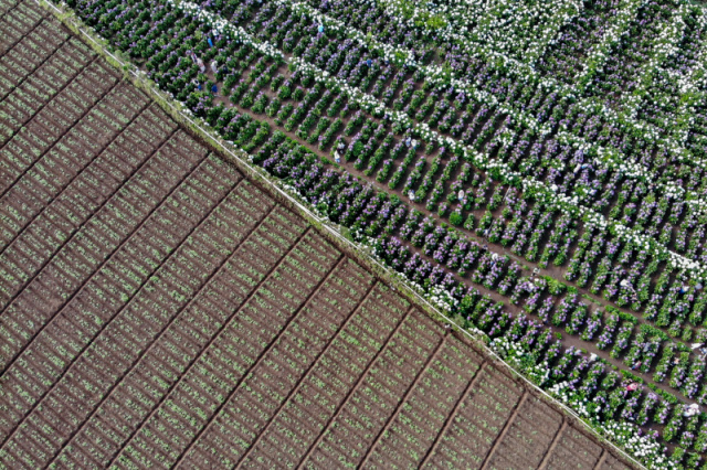 Wisata Ladang Bunga Hortensia di Batu