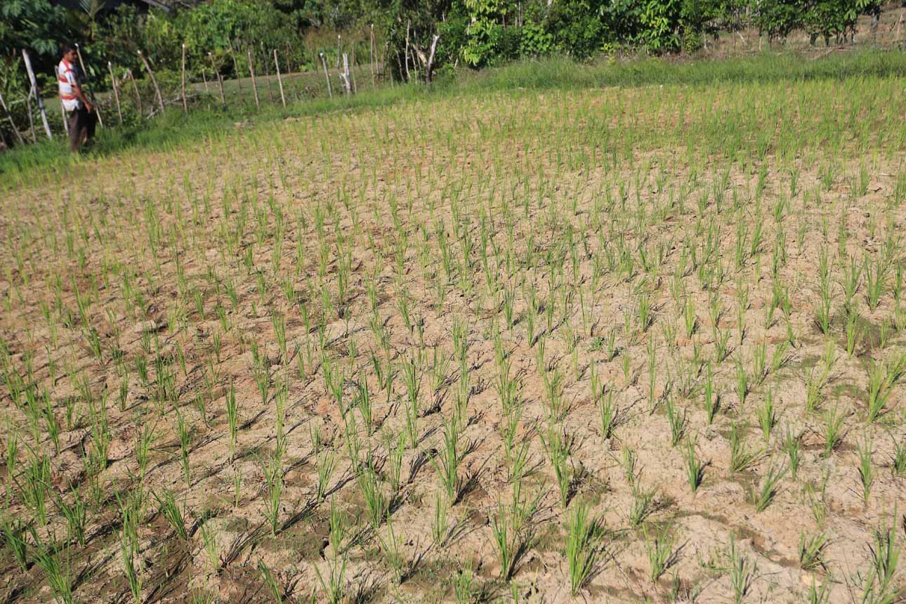 Kekeringan Landa Lahan Sawah di Aceh Barat