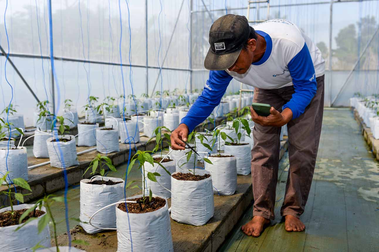 Petani Cabai di Pandeglang Manfaatkan Teknologi Digital untuk Tingkatkan Produksi