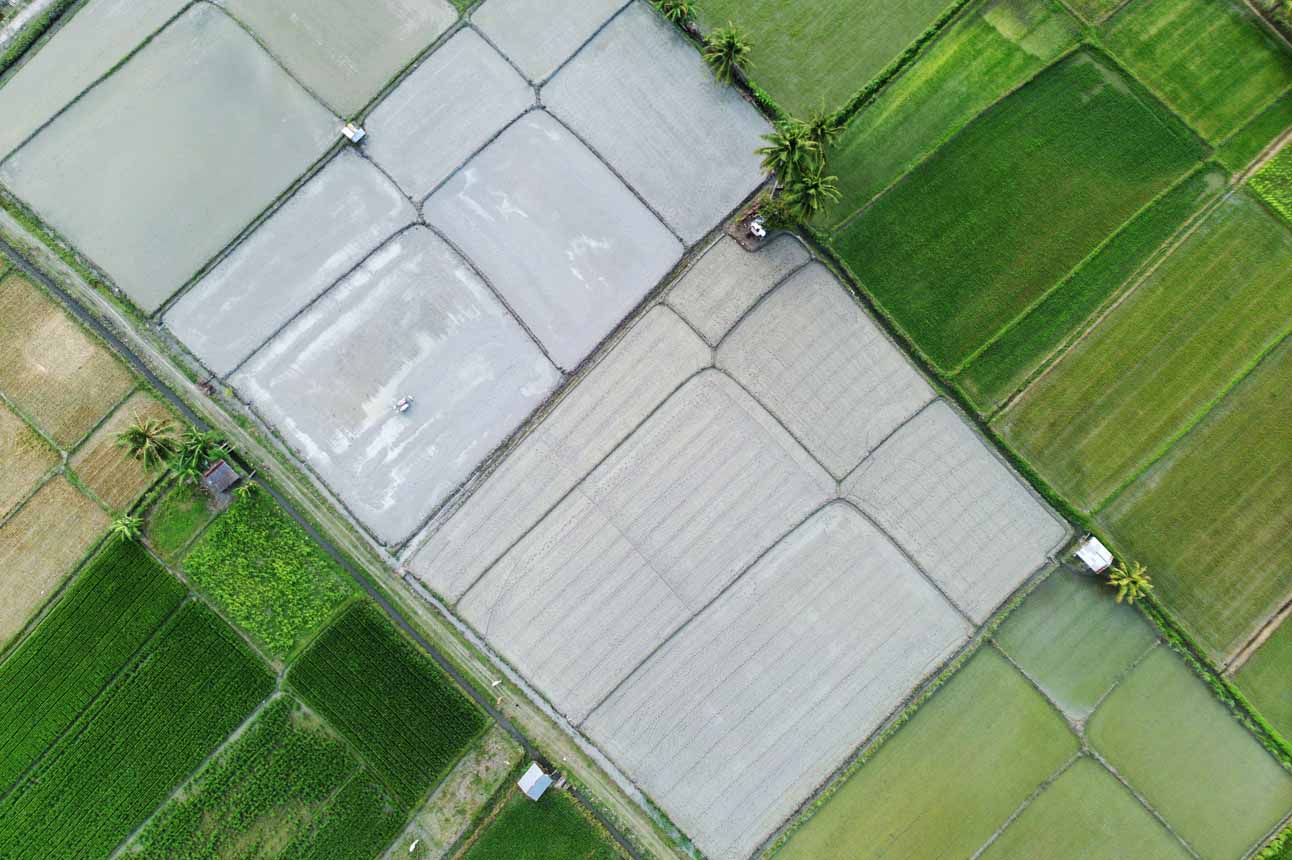 Upaya Pemerintah dalam Pencetakan Sawah Rakyat di Sulawesi Tengah