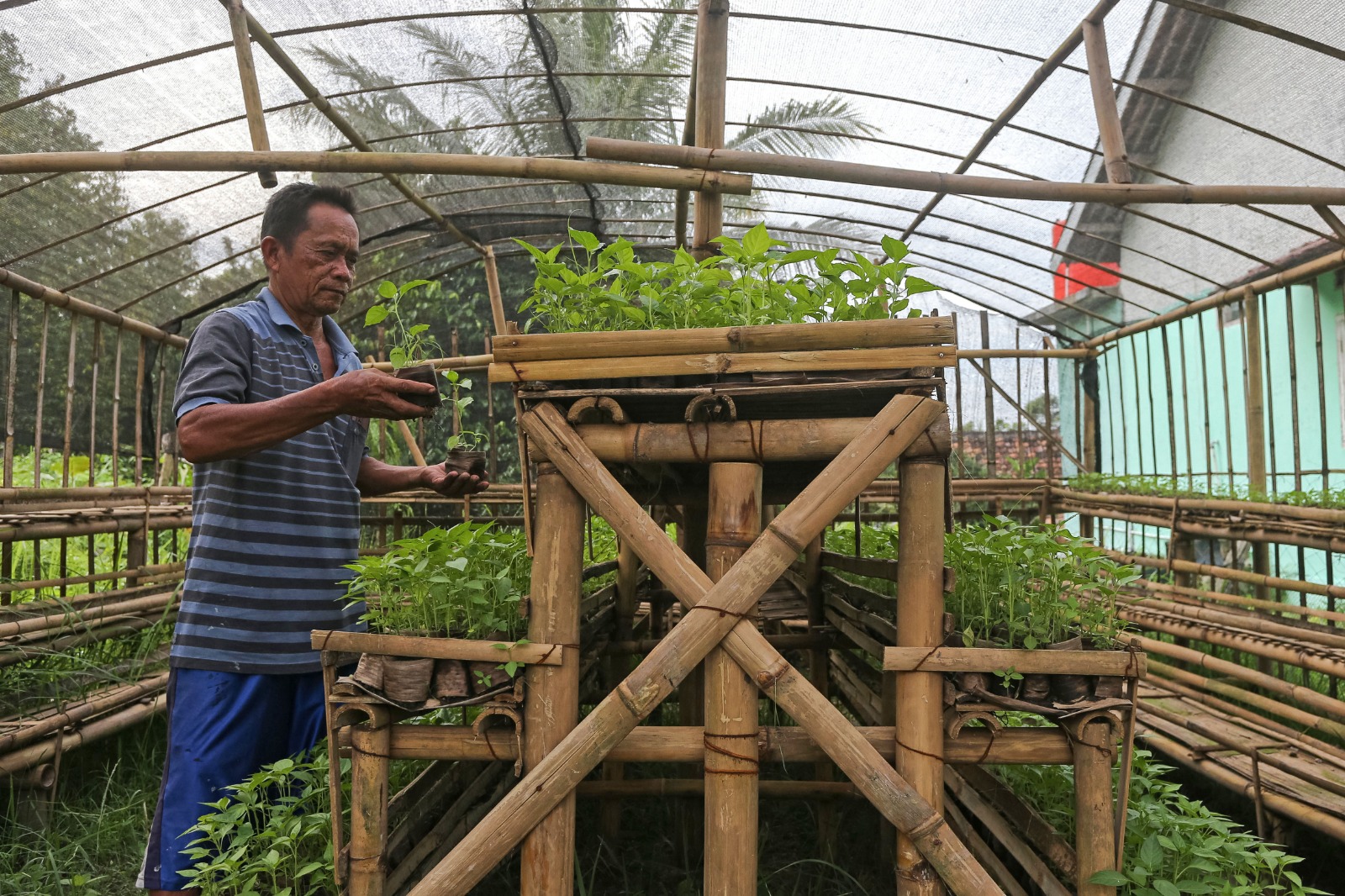 Budi daya cabai menggunakan polibag dari limbah daun pisang
