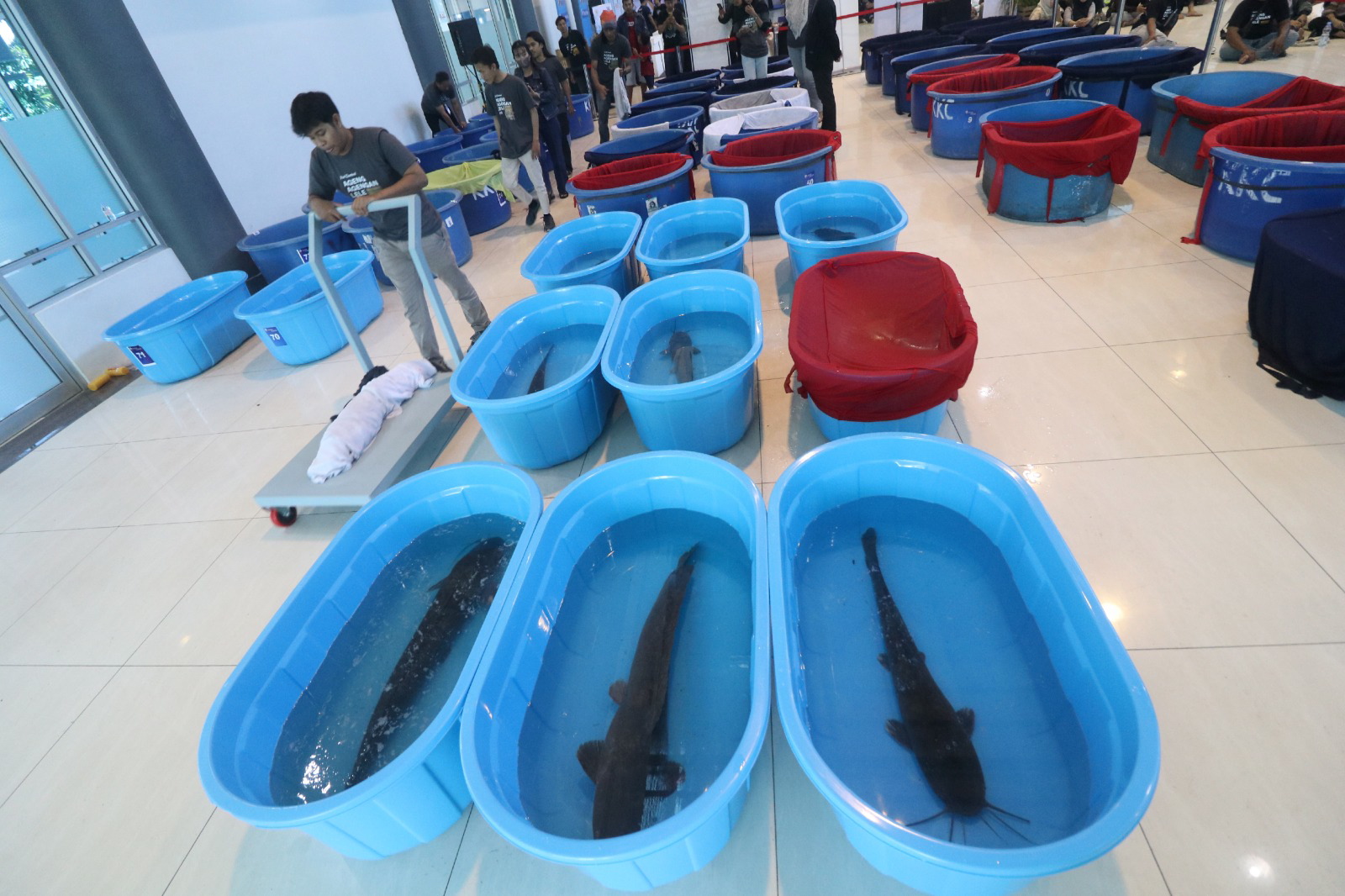 Kontes Ikan Lele Indukan di Kediri
