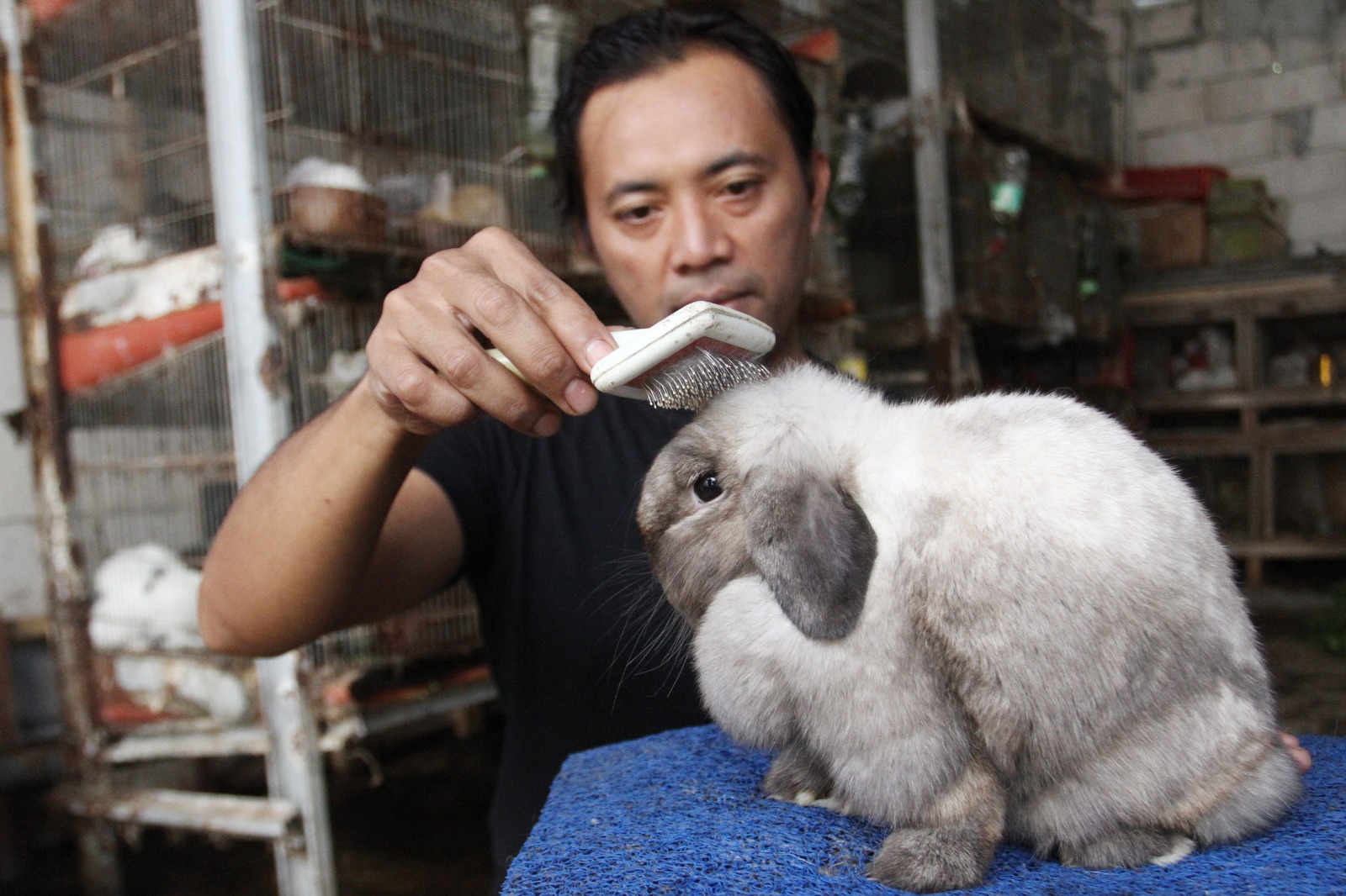 Inovasi peternak kelinci hias di Malang