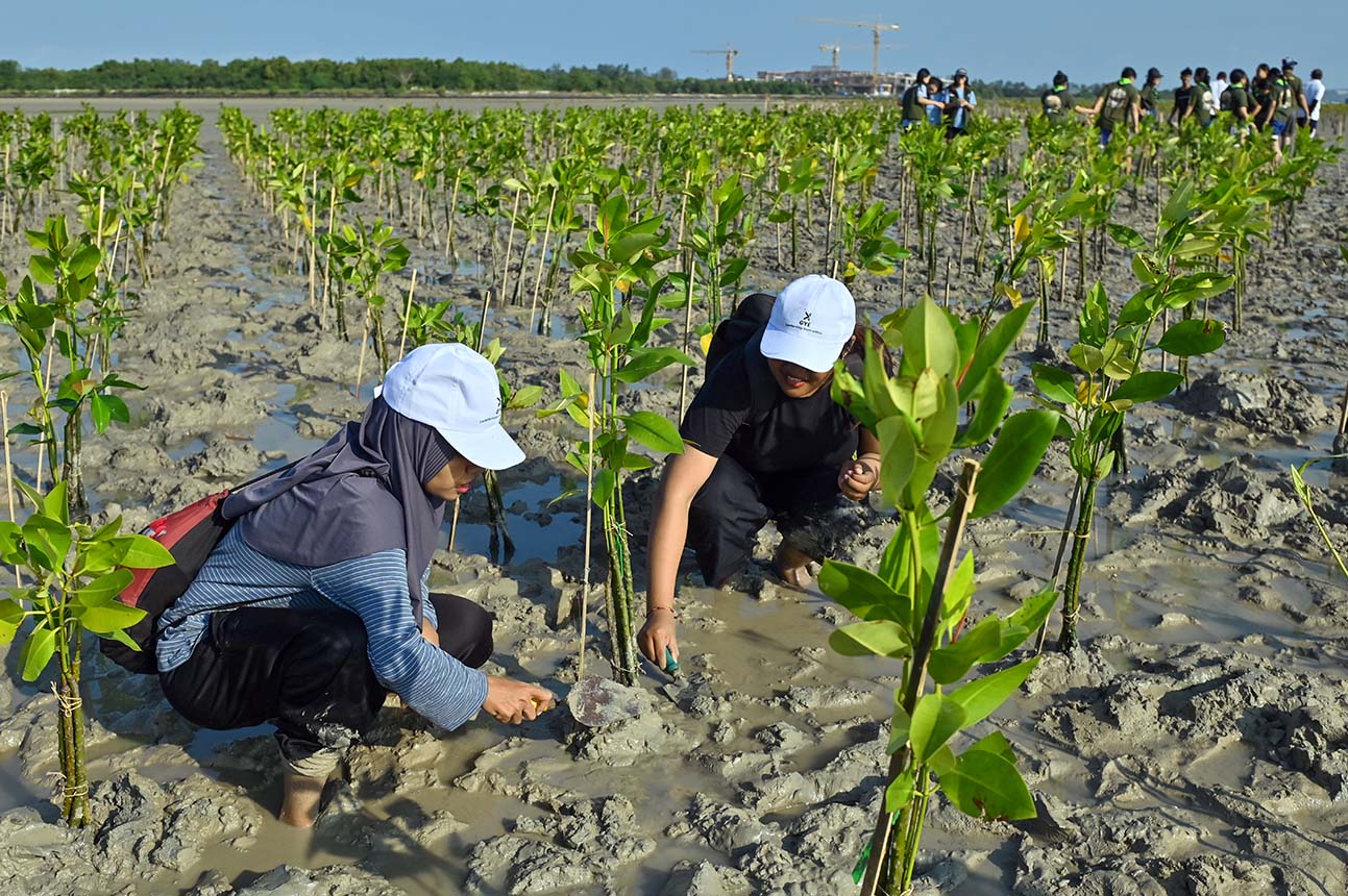 Kawasan Mangrove Pulau Biawak Hancur karena Pengerukan Pasir