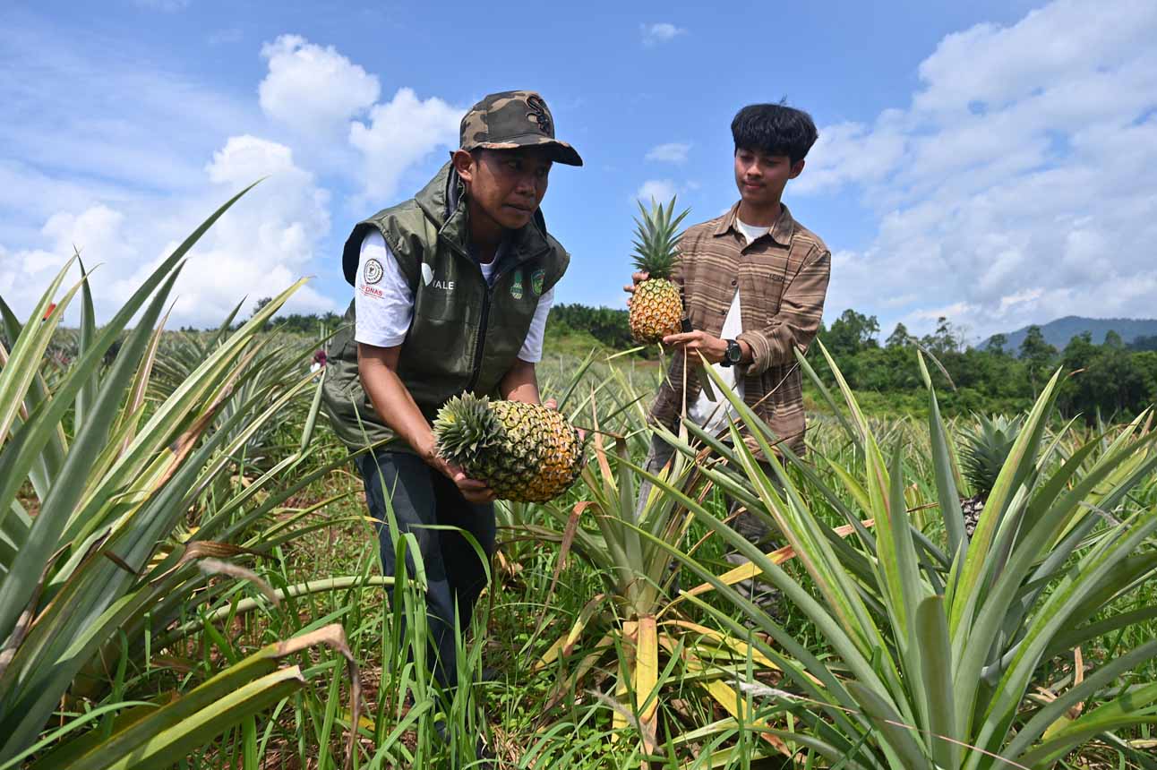 Pengembangan Kebun Nanas pada Lahan Tandus di Luwu Timur