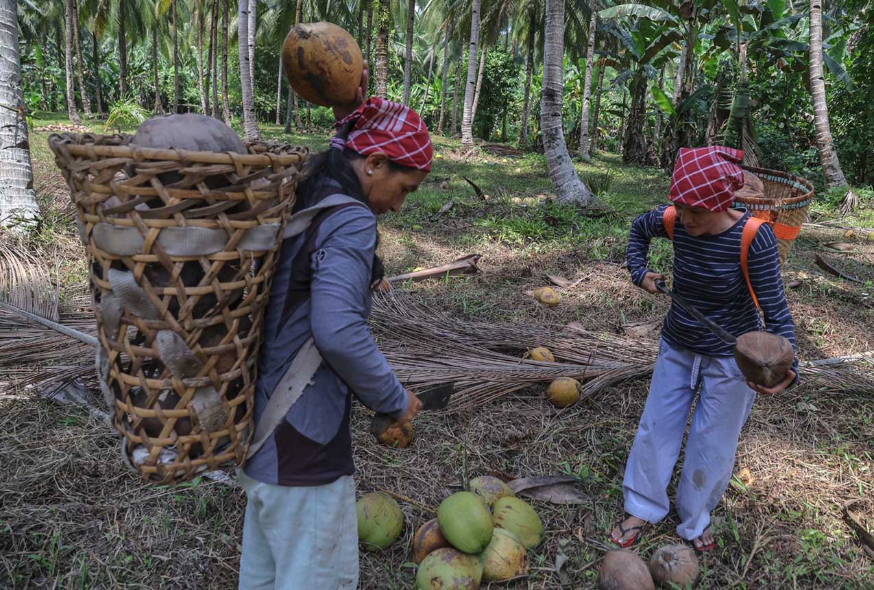 PTPN Bakal Bangun Kebun Kelapa di Berbagai Wilayah di Indonesia