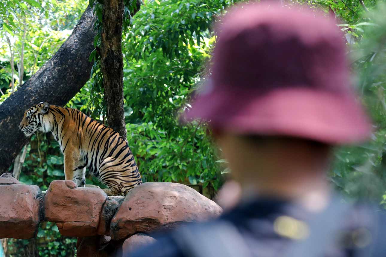 Pengembangbiakan Harimau Sumatera KBS Datangkan Betina dari Lamongan