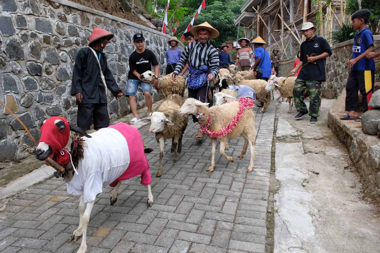 Peternak Temanggung Rayakan HUT ke-80 RI dengan Karnaval Domba Keliling Kampung