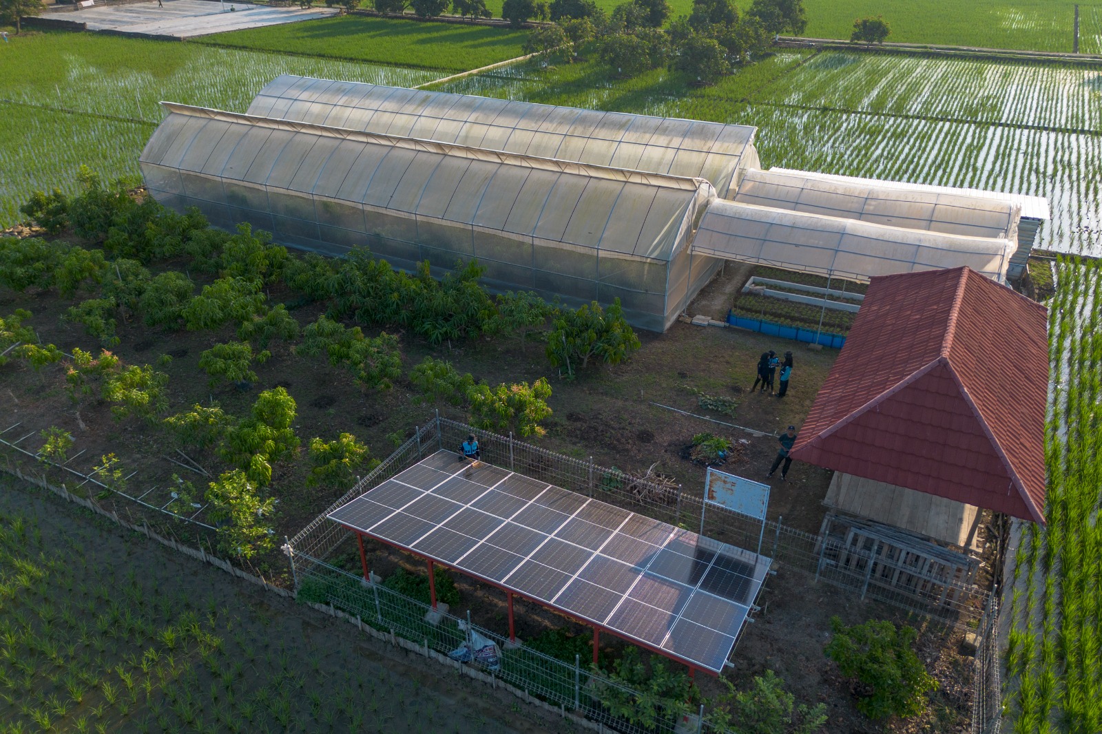 Budi daya mangga dengan smart farming