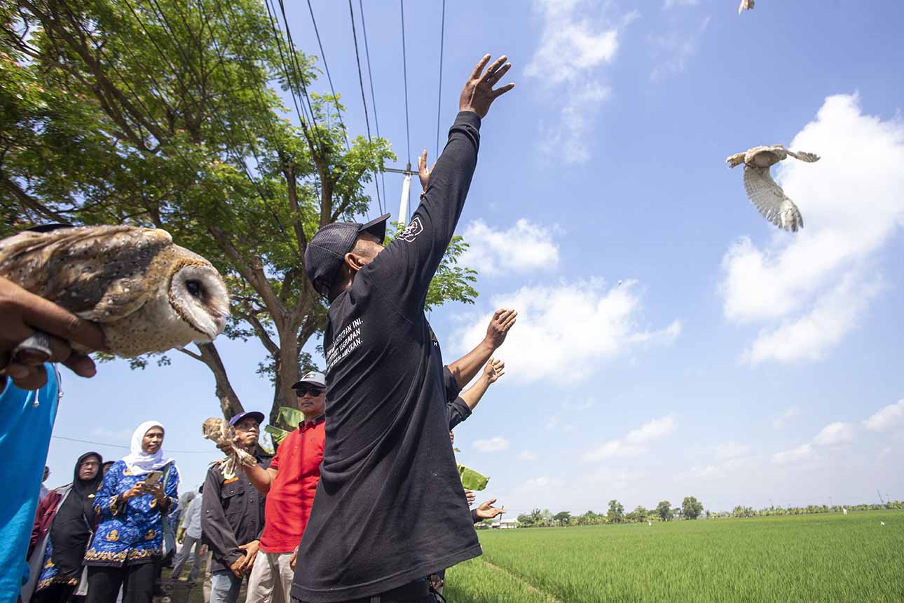 Indramayu Lepasliarkan 200 Predator Alami untuk Kendalikan Hama Padi