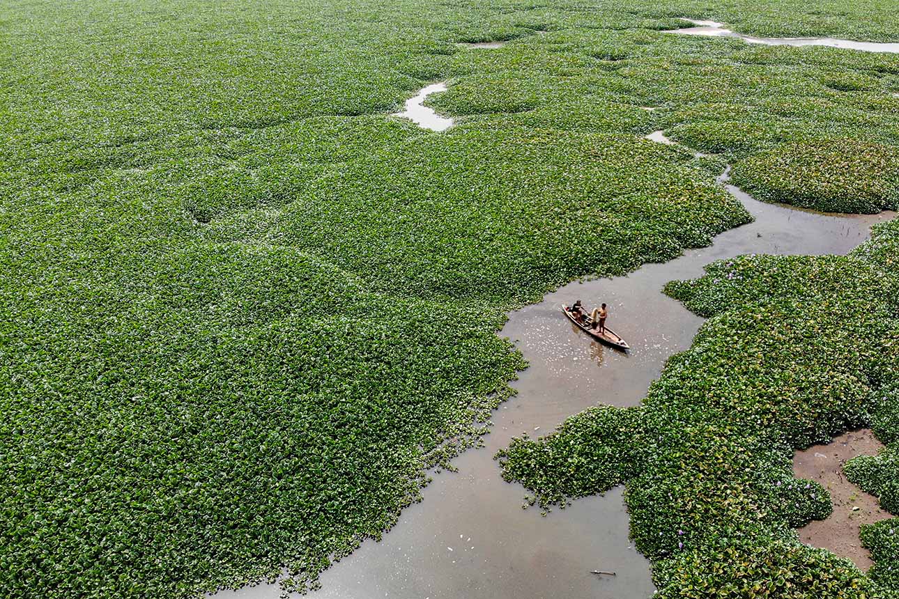 Waduk Selorejo di Malang Penuh Eceng Gondo