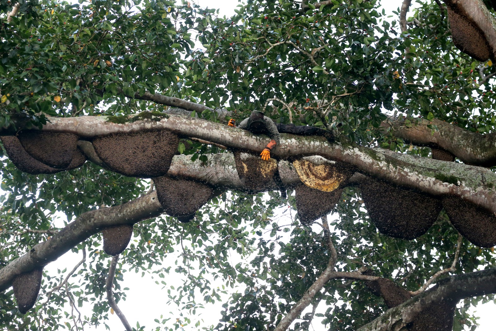 Panen madu lebah hutan Seulawah Aceh