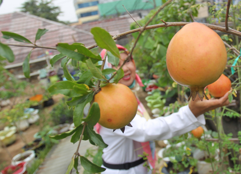 Memanfaatkan Lahan Kosong untuk Tanaman Buah