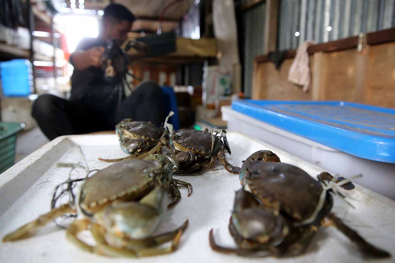 Persiapan Hidangan Kepiting Bakau untuk Kenduri Maulid