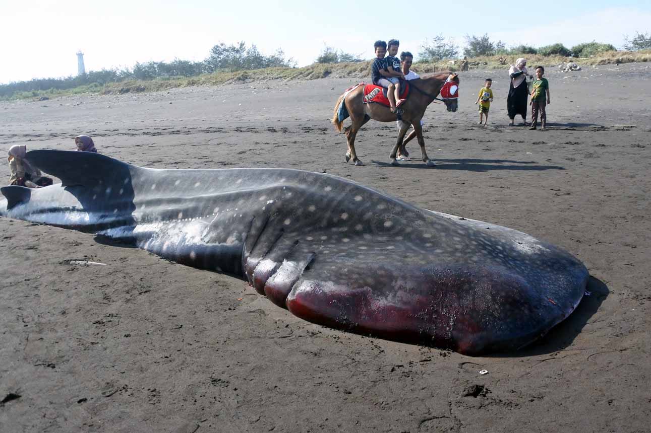 Hiu Tutul Terdampar di Pantai Jember