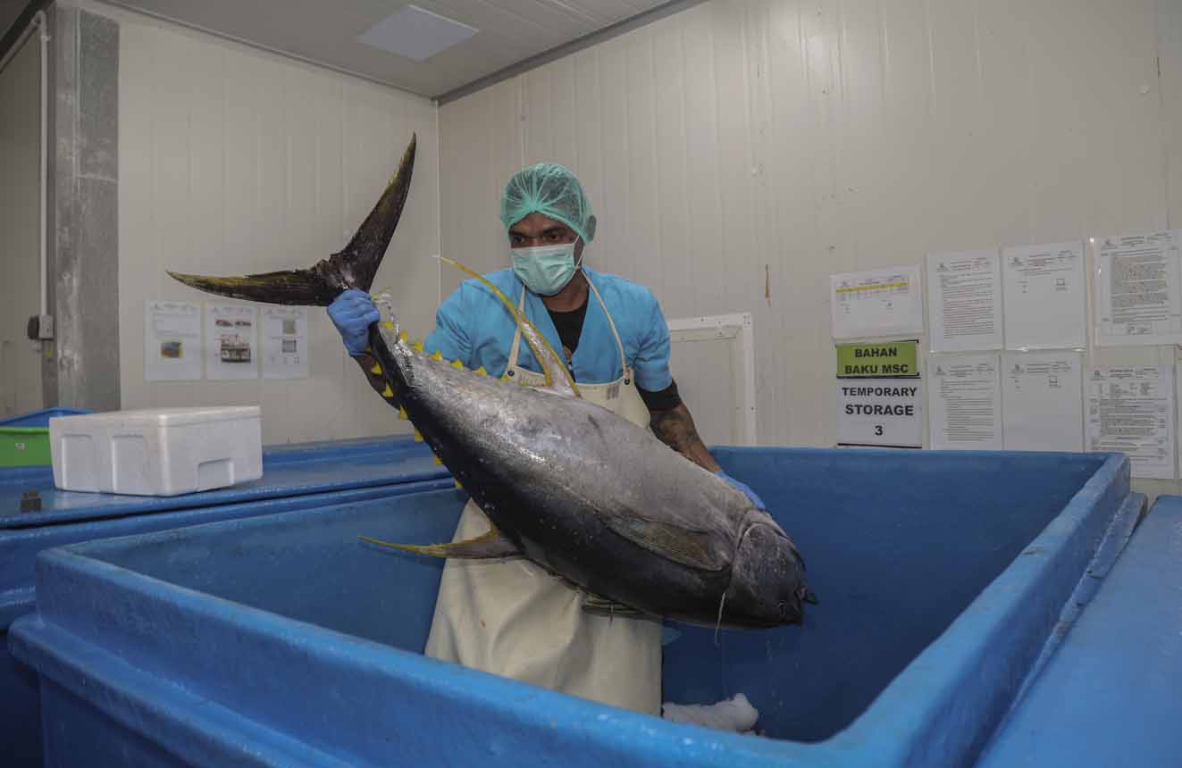 Industri Pengolahan Tuna Ekspor di Ternate