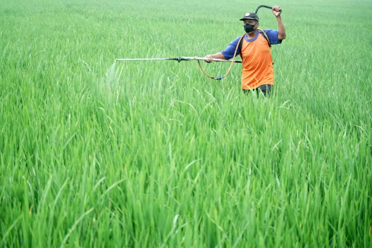 Upaya Pengendalian Hama Wereng oleh Petani di Tulungagung