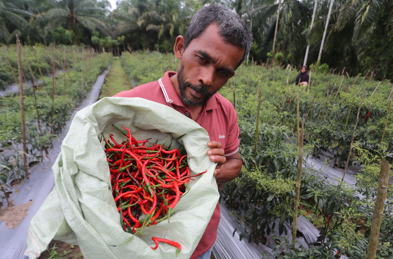 Harga cabai merah naik di Aceh Barat