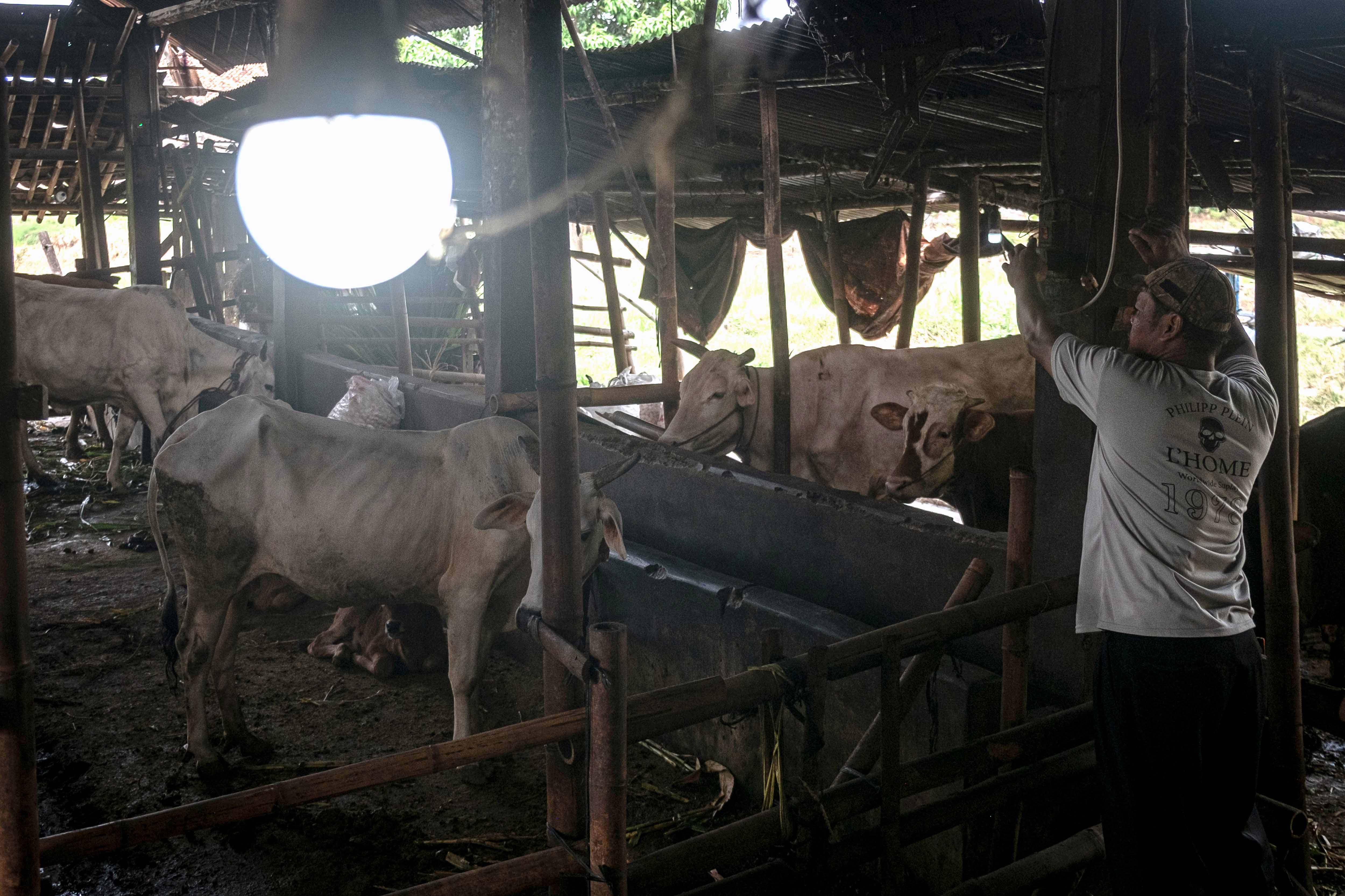 Kotoran Sapi di Demak Diolah Jadi Energi Biogas Ramah Lingkungan