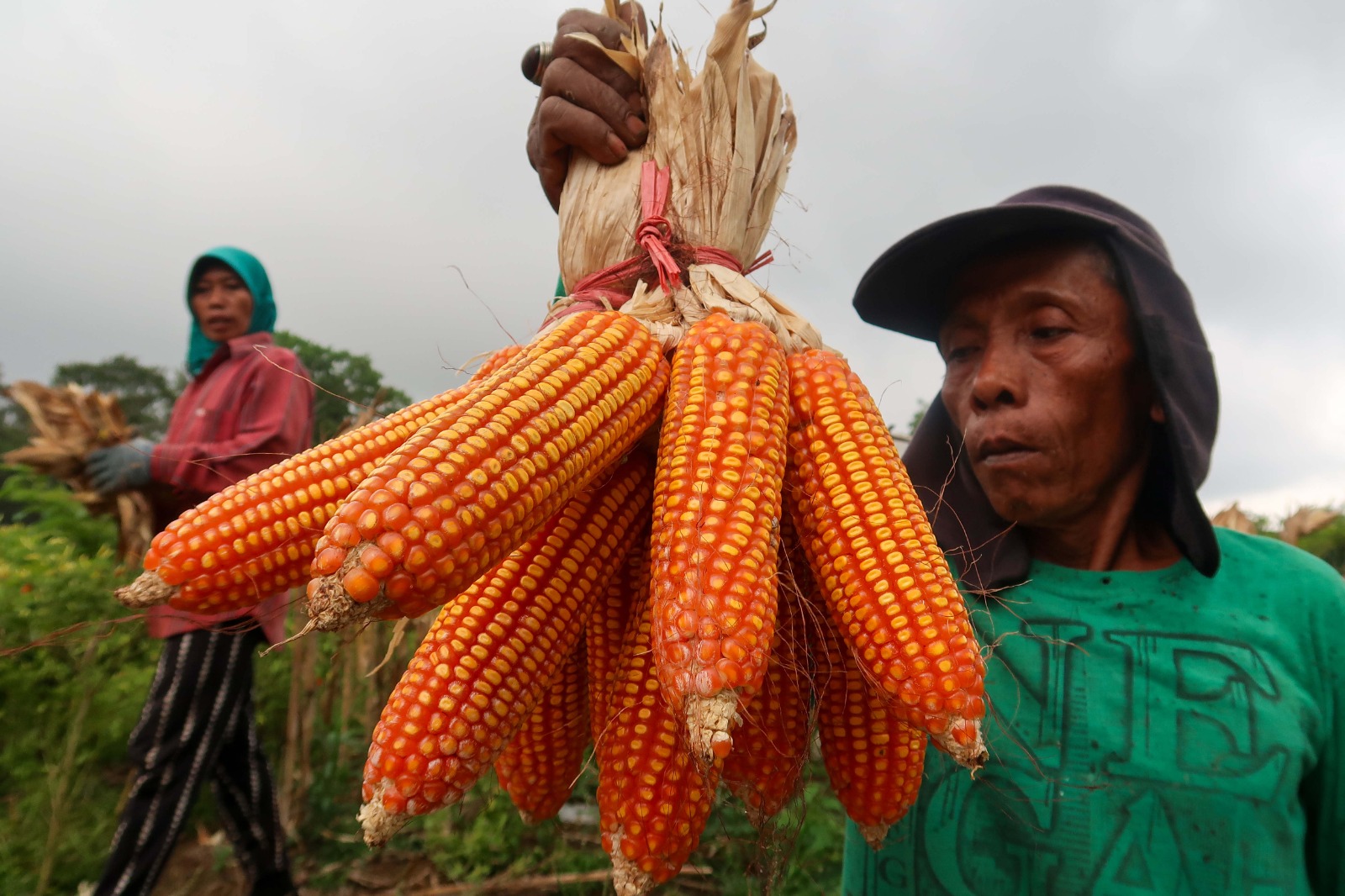 Perhutanan Sosial dongkrak ekonomi petani