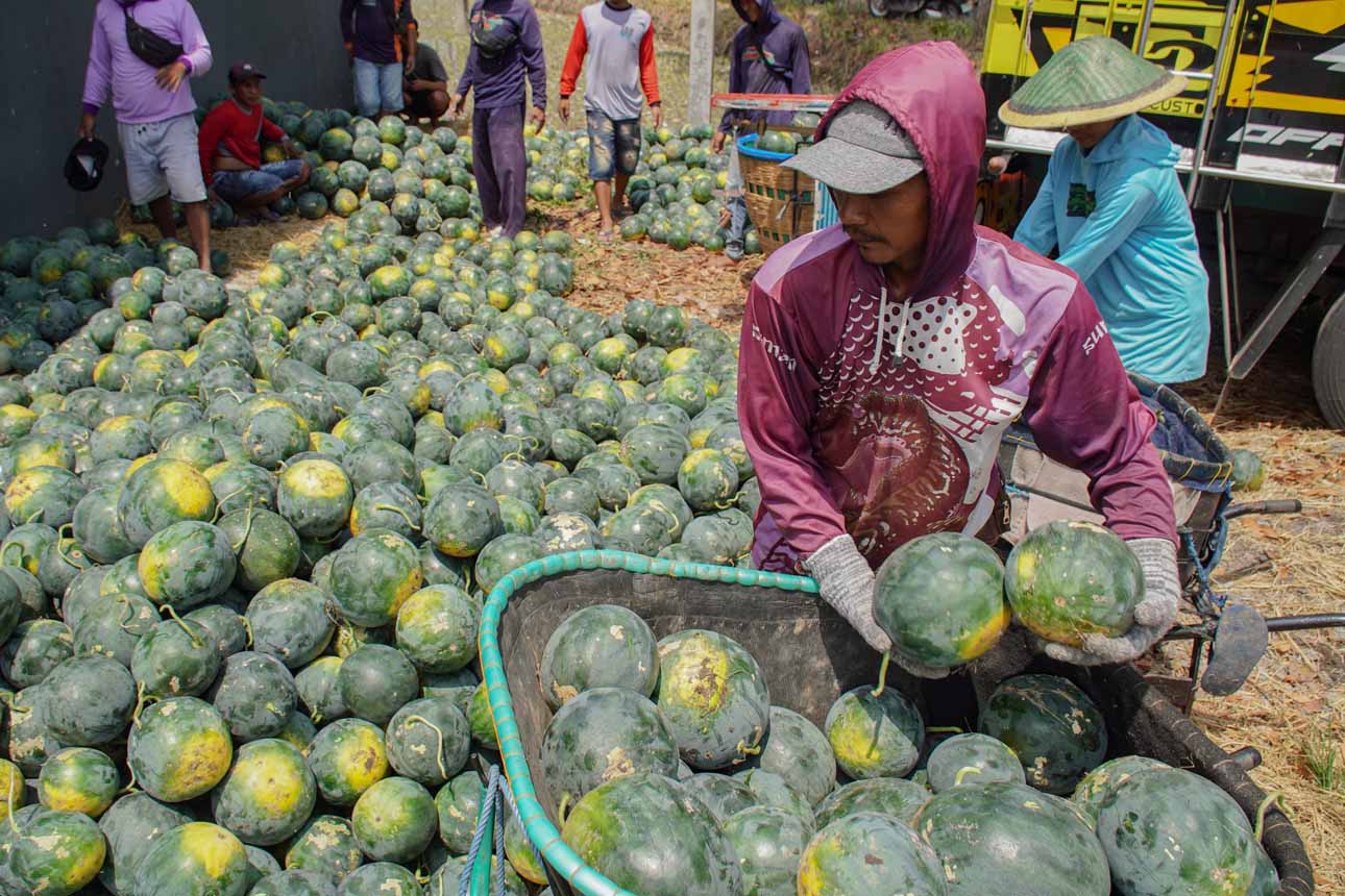 Strategi Rotasi Tanam Cegah Gagal Panen di Lumajang