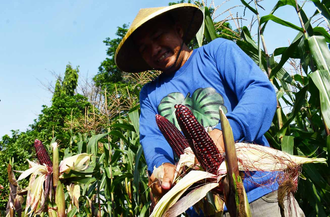 Pengembangan Budi Daya Jagung Ungu di Madiun