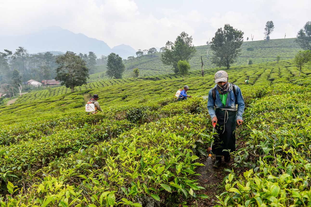 Perluasan Kebun Teh Terus Digenjot