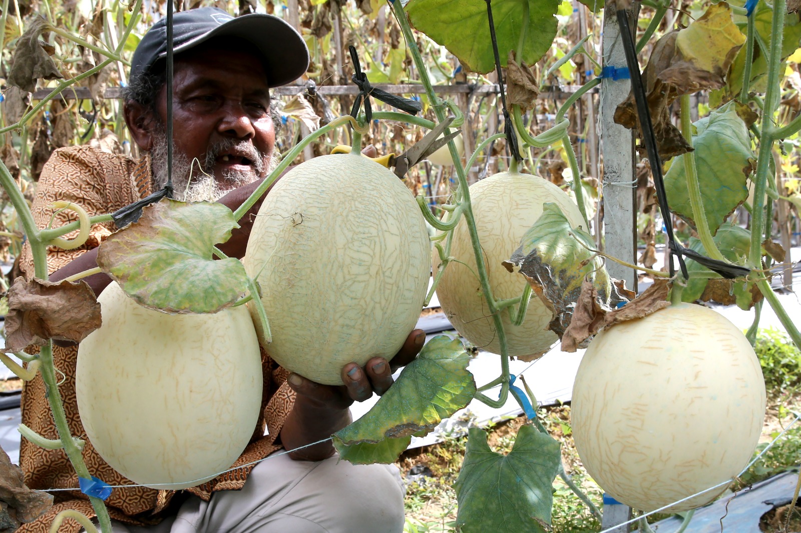 Budi daya melon premium