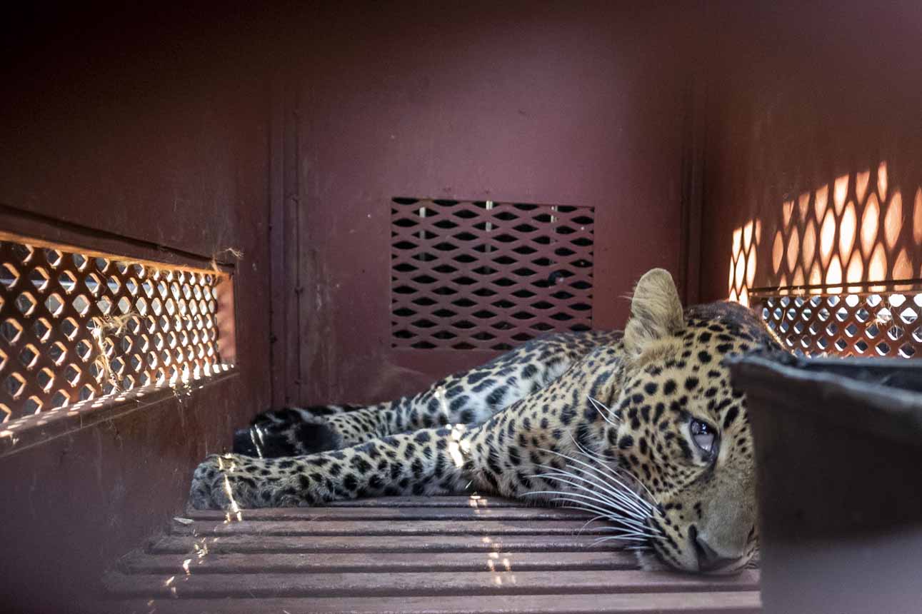 Evakuasi macan tutul masuk hotel di Bandung