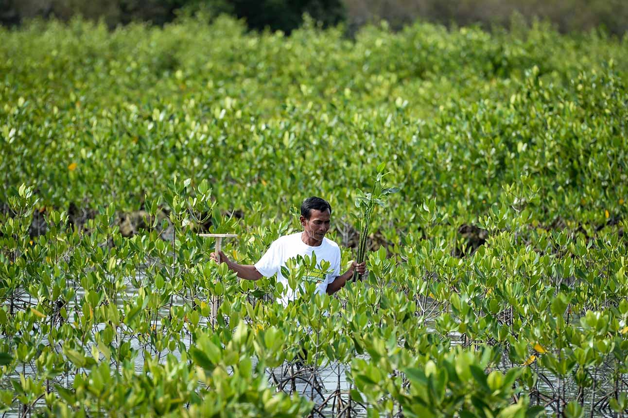 Rehabilitasi Lahan Mangrove Akibat Alih Fungsi
